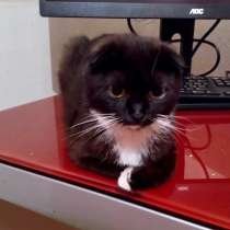 Маленькая вислоушка Рокси ищет дом, в Москве