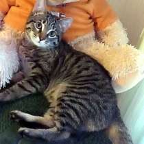 Полосатое чудо Барни, ласковый котенок в добрые руки, в г.Москва