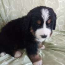 Щенки Бернского зенненхунда, в Санкт-Петербурге