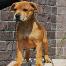 Щенки стаффордширского бультерьера, в Москве