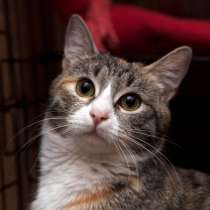 Милая Тесси мечтает стать домашней, в Москве