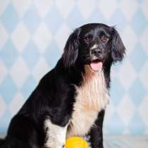 Черный спаниель Таис в добрые руки, в Москве