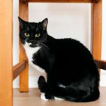 Маркизная кошечка Мила в добрые руки, в Москве