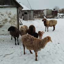 Овцы бараны, в Воронеже