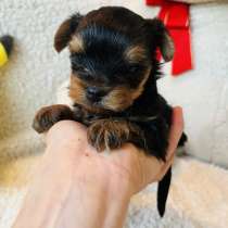 Йоркширский терьер, в г.Уссурийск