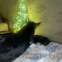 Отдам собачку в добрые руки, в Свободном