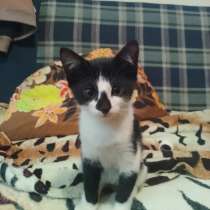 Отдаëм котëнка в добрые руки (мальчик 3 месяца), в Реутове