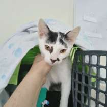 ‼️ ПОМОГИТЕ СПАСТИ ЖИЗНЬ КОТЁНКУ ‼️, в г.Минск