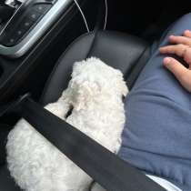 Мальтийская болонка, в Владикавказе