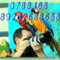 Попугаи разных видов продам. Клетки., в Москве