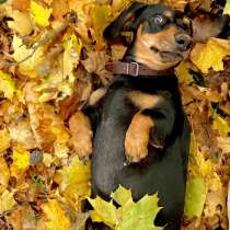 Красивая девочка -такса, ищет жениха для случки, в Нововоронеже