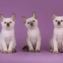 Thai cats from WCF cattery Azure Miracle, в г.Рига