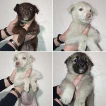 Щенки будут небольшими, в Москве