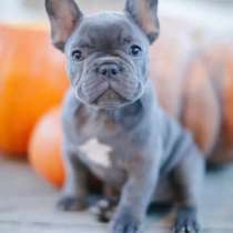 Французский бульдог Маайкоп, в Майкопе