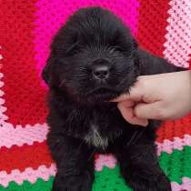 Ньюфаундленды красивенные щеночки в продаже !!!, в Архангельске