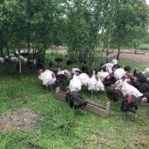 Птицеферма в Подмосковье, в Москве