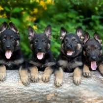 Немецкая овчарка Уфа, в Уфе