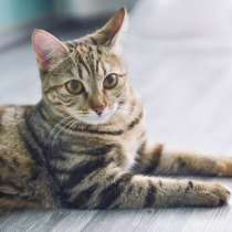 Кошка в добрые руки, в Москве