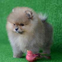 Шпиц Анптырь, в Анадыре