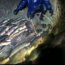 Продам свежего сазана, в Саратове