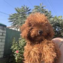 Toy poodle. Red boy, в г.Берлин