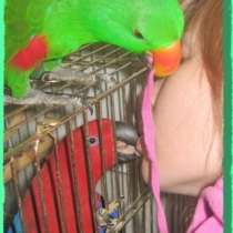 Элитпопугаи из питомника "МНП" Москва, в Москве