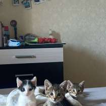 Котята в добрые руки(мальчики), в Уфе