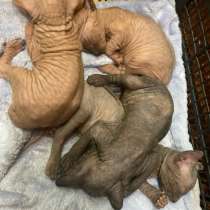 Коты, в Крымске