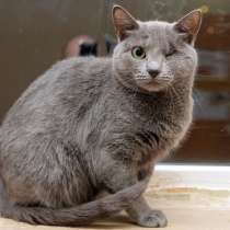 Осторожная Серебро мечтает встретить хозяина, в Москве