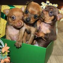 Той терьер Мурманск, в Мурманске