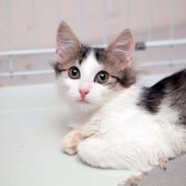 Ласковая Зена ищет дом, в Москве