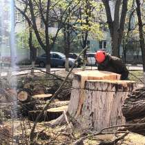 Дерево спил, в Старом Осколе