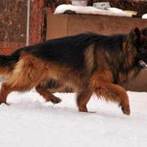 Продам щенков длинношерстной немецкой овчарки, в Москве