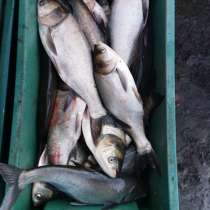 Живая рыба, в Тихорецке