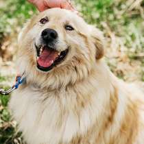 Песик Потап - рыже-кремовая муфта для сердца!, в Москве