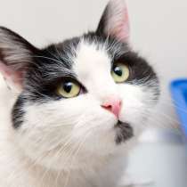 Вы наконец нашли идеальную кошечку, в Москве