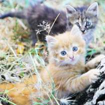 Бесподобные котята-малыши, мальчик и девочка ищут дом, в г.Краснодар