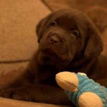 Лабрадоры щеночки девочки и мальчики, в Омске