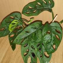 Монстера (Monstera obliqua monkey leaf), в Калининграде