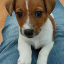 Джек расел Нижний Новгород, в Нижнем Новгороде