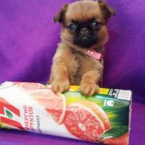 Девочка пти-брабансон миниатюра, в Москве