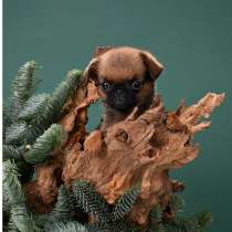 Миниатюрный мальчик малого брабансона, в Москве