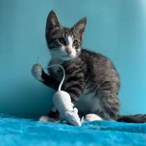 Очень эмоциональный котёнок, в г.Санкт-Петербург