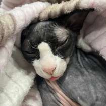 Лысый чорт, в Москве