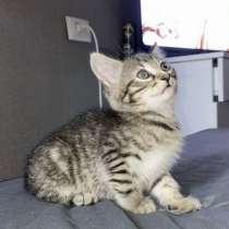 Котенок девочка, в Москве