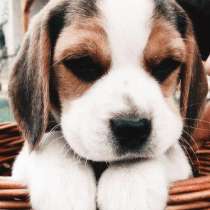 Бигль Анадырь, в Анадыре