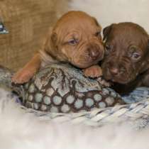 Щенки американского питбультерьера, в Санкт-Петербурге