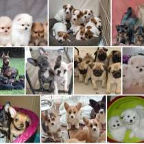 Питомник щенков Новокуйбышев, в Новокуйбышевске