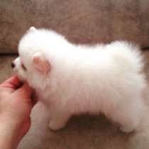 Померанский шпиц, в Москве