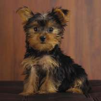 Йоркширский терьер Биробиджан, в Биробиджане